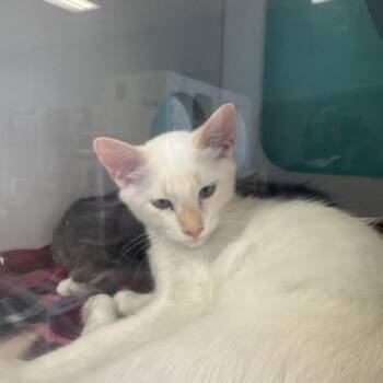 Caspian -  Domestic Short Hair Cat for Adoption in Lake Jackson, Texas - Caspian | PetCurious