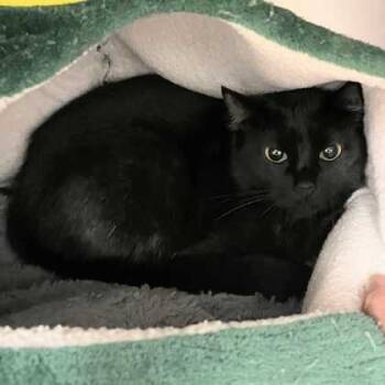 Rescue Domestic Short Hair Cats for Adoption in Bryan, Texas - 59826660 | PetCurious