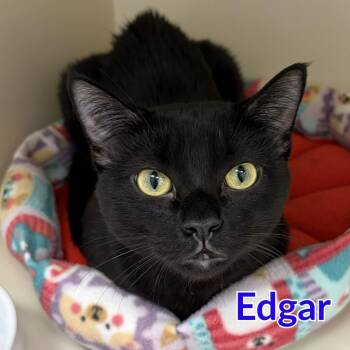 Edgar -  Domestic Short Hair Cat for Adoption in North Saint Paul, Minnesota - Edgar | PetCurious