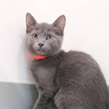 Astro -  Russian Blue Cat for Adoption in Newport Beach, California - Astro | PetCurious