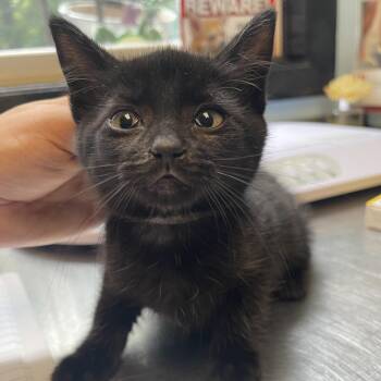 Duncan Hines -  Domestic Short Hair Cat for Adoption in Walden, New York - Duncan Hines | PetCurious