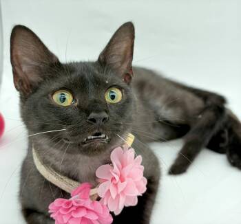 Darling -  Domestic Short Hair Cat for Adoption in Lucedale, Mississippi - Darling | PetCurious