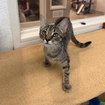 Hazelnut -  Domestic Short Hair Cat for Adoption in Fresno, California - Hazelnut | PetCurious