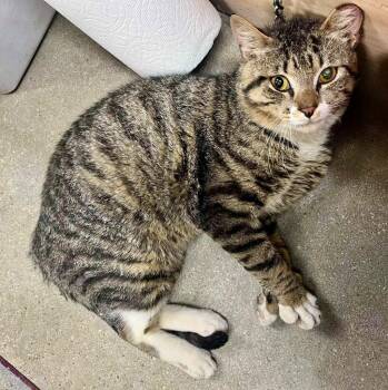 Domestic Short Hair Cats Available for Adoption in Augusta, Georgia - Gavin | PetCurious