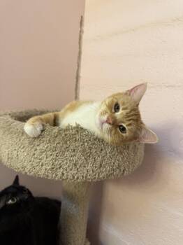 Curio -  Domestic Short Hair Cat for Adoption in West Mifflin, Pennsylvania - Curio | PetCurious