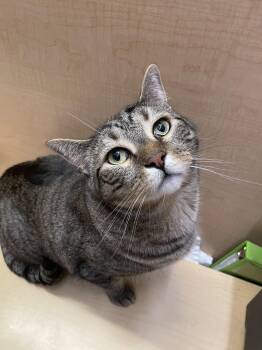 Iroh (aka Arlo) -  Tabby Cat for Adoption in Albuquerque, New Mexico - Iroh (aka Arlo) | PetCurious