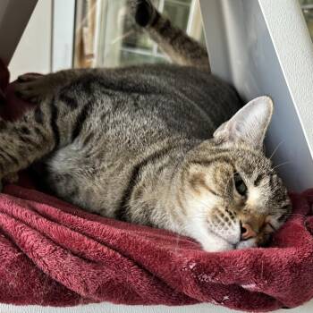 Domestic Short Hair Cats Available for Adoption - Rose | PetCurious