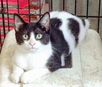 Rescue American Shorthair Cats for Adoption in San Antonio, Texas - Bull | PetCurious