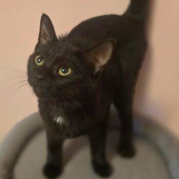 Whitney -  Domestic Short Hair Cat for Adoption in Watertown, Wisconsin - Whitney | PetCurious
