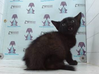 A606184 -  Domestic Short Hair Cat for Adoption in Orlando, Florida - A606184 | PetCurious