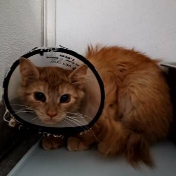 Coral -  Domestic Medium Hair Cat for Adoption in Oneonta, New York - Coral | PetCurious