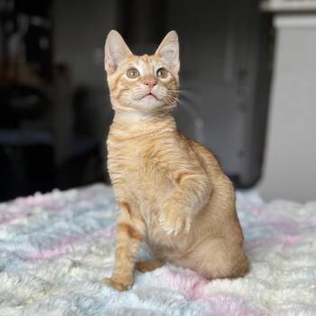 PopRocket -  Domestic Short Hair Cat for Adoption in Houston, Texas - PopRocket | PetCurious
