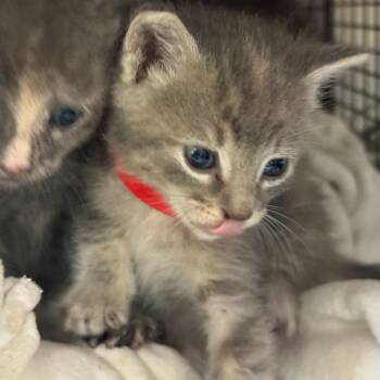 Mint -  Domestic Short Hair Cat for Adoption in San Antonio, Texas - Mint | PetCurious