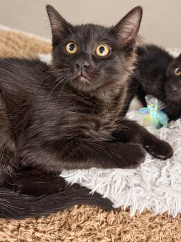 Beavis -  Domestic Medium Hair Cat for Adoption in Rio Linda, California - Beavis | PetCurious