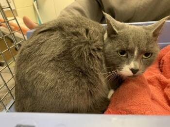 Rescue Domestic Short Hair Cats for Adoption in Lowell, Massachusetts - Little Bit | PetCurious