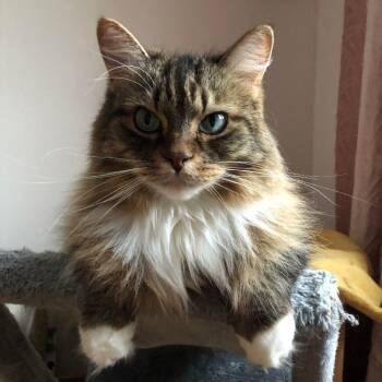 Rescue Tabby and Domestic Medium Hair Cats for Adoption in Montreal, Quebec - Jenna | PetCurious