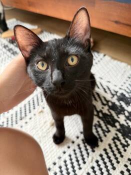 Katty -  Domestic Short Hair Cat for Adoption in New York, New York - Katty | PetCurious