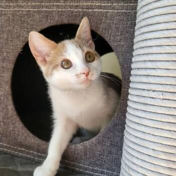 Rescue Domestic Short Hair Cats for Adoption in Minneapolis, Minnesota - Wink | PetCurious