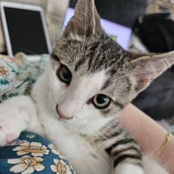 Rescue Domestic Short Hair Cats for Adoption - Professor Plum | PetCurious