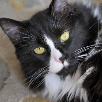 Dwight -  Domestic Long Hair Cat for Adoption in Potomac, Maryland - Dwight | PetCurious