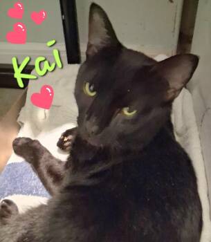 Kai -  Domestic Short Hair Cat for Adoption in Longwood, Florida - Kai | PetCurious