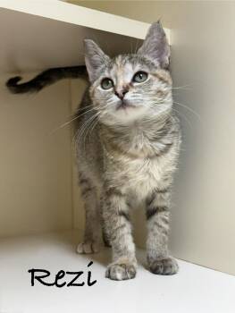 Rezi -  Domestic Short Hair Cat for Adoption in Pawleys Island, South Carolina - Rezi | PetCurious