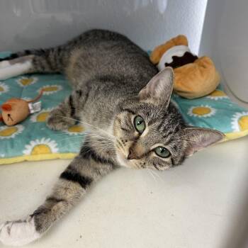 Domestic Short Hair Cats Available for Adoption in Hannibal, Missouri - Stella | PetCurious