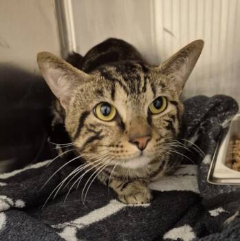 Domestic Short Hair Cats Available for Adoption in Hagerstown, Maryland - MILO | PetCurious