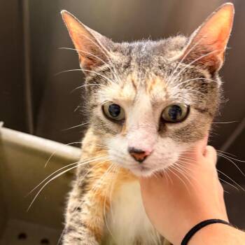 Little MaMa -  Domestic Short Hair Cat for Adoption in Philadelphia, Pennsylvania - Little MaMa | PetCurious