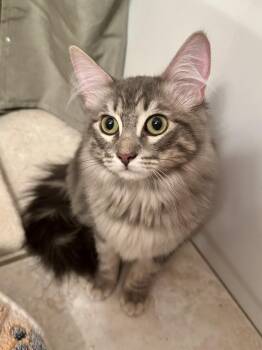 Johnny Jackson -  Tabby and Domestic Long Hair Cat for Adoption in Chandler, Arizona - Johnny Jackson | PetCurious