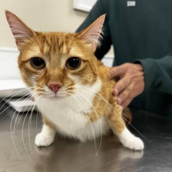 Ozzy -  Domestic Short Hair Cat for Adoption in Tulsa, Oklahoma - Ozzy | PetCurious