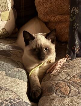 Parmesan -  Siamese Cat for Adoption in Midland, Michigan - Parmesan | PetCurious