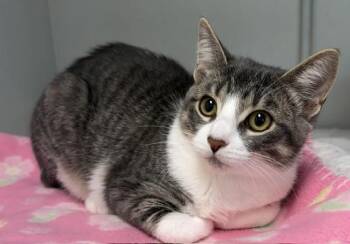 Lou -  Domestic Short Hair Cat for Adoption in Mauston, Wisconsin - Lou | PetCurious
