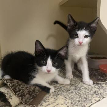 Po at Elyria Petco -  Domestic Short Hair Cat for Adoption in Elyria, Ohio - Po At Elyria Petco | PetCurious