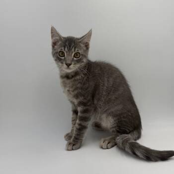 Twix -  Domestic Short Hair Cat for Adoption in State College, Pennsylvania - Twix | PetCurious