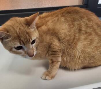 Domestic Short Hair Cats Available for Adoption in Lawrenceville, Georgia - If 12 | PetCurious