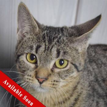 Rescue Tabby and Domestic Short Hair Cats for Adoption in Huntley, Illinois - Solar | PetCurious