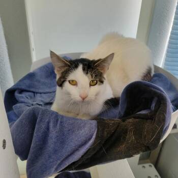 Domestic Short Hair Cats Available for Adoption - Cade | PetCurious