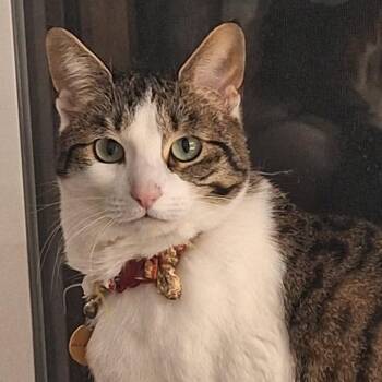 Domestic Short Hair Cats Available for Adoption in Ferndale, Washington - Ume | PetCurious