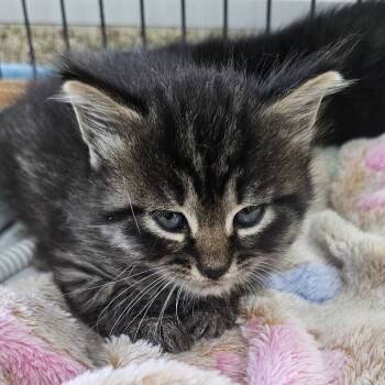 Rescue Domestic Short Hair Cats for Adoption in Donalsonville, Georgia - Samantha | PetCurious