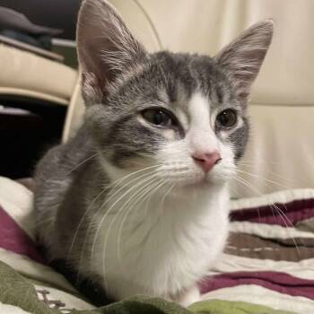 Rescue Domestic Short Hair Cats for Adoption in Rochester, Minnesota - Chevy | PetCurious