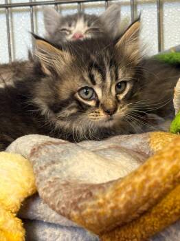 Gypsy -  Domestic Medium Hair Cat for Adoption in Rock Springs, Wyoming - Gypsy | PetCurious