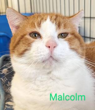 Rescue Domestic Short Hair Cats for Adoption in Colfax, Iowa - Malcolm | PetCurious