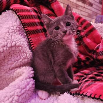 Tom -  Domestic Short Hair Cat for Adoption in Harlingen, Texas - Tom | PetCurious