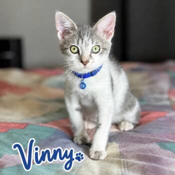 Vinny -  Domestic Short Hair Cat for Adoption in Inman, South Carolina - Vinny | PetCurious