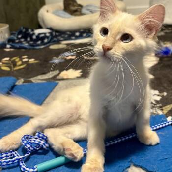 Golden Rule -  Siamese and Domestic Medium Hair Cat for Adoption in Richmond, Virginia - Golden Rule | PetCurious