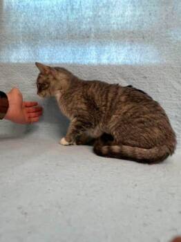 Tootsie -  Domestic Short Hair Cat Available for Adoption in Mccook, Nebraska - Tootsie | PetCurious