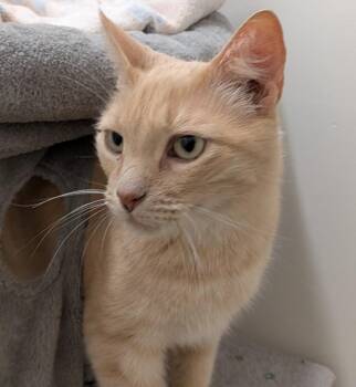 Tiger -  Domestic Short Hair Cat for Adoption in Napa, California - Tiger | PetCurious