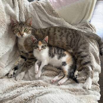 Rescue Domestic Short Hair Cats for Adoption in Chicago, Illinois - Swan (bonded With Cygnet) | PetCurious