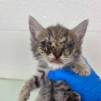 Domestic Short Hair Cats Available for Adoption in Lyndhurst, Virginia - SVAS-Stray-38677 | PetCurious